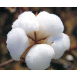 Cotton Hybrid Seeds